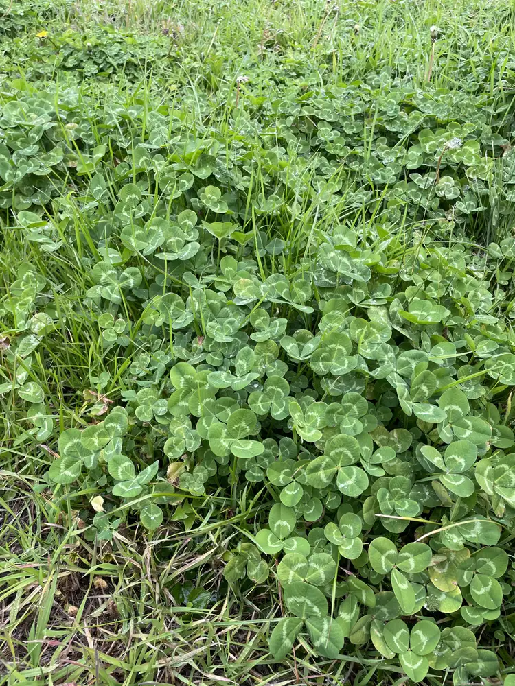 Sixth view of Homely rural property listing, 1758 Werris Creek Road, Werris Creek NSW 2341