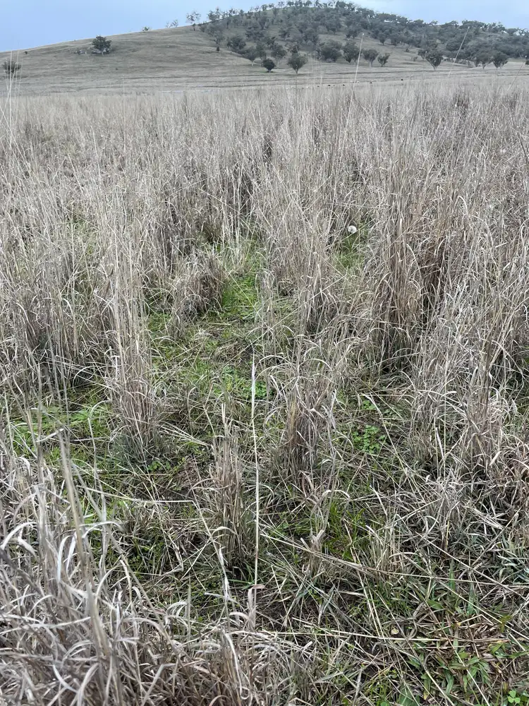 Seventh view of Homely rural property listing, 1758 Werris Creek Road, Werris Creek NSW 2341