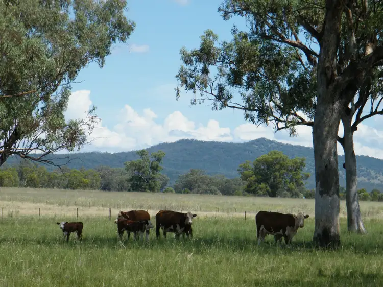 528 Werris Creek Road, Quirindi NSW 2343
