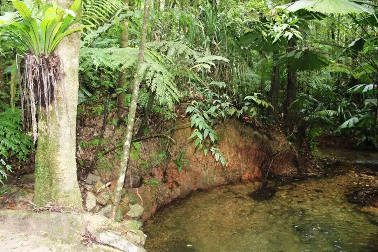 Seventh view of Homely land listing, 252 (Lot 25) Forest Creek Road FOREST CREEK, Daintree QLD 4873