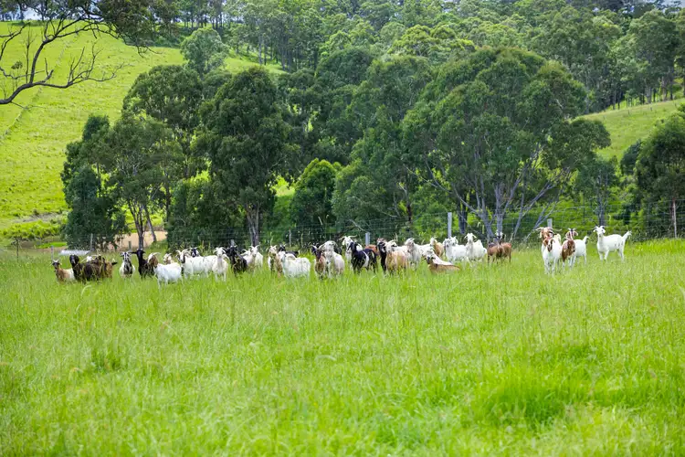 Third view of Homely rural property listing, 318 Urbenville road, Urbenville NSW 2475