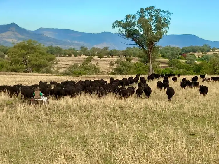 Fifth view of Homely rural property listing, "Makiwa" 568 Pandora Pass Rd Bundella Via, Quirindi NSW 2343