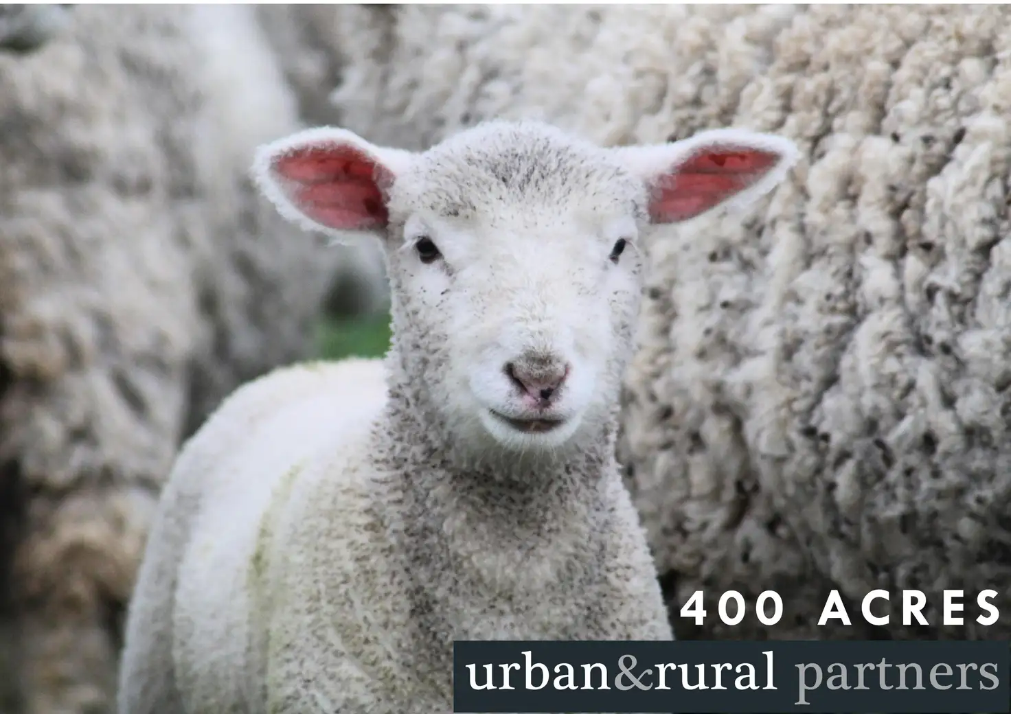 Main view of Homely rural property listing, 37 Ridgway Road, Lameroo SA 5302