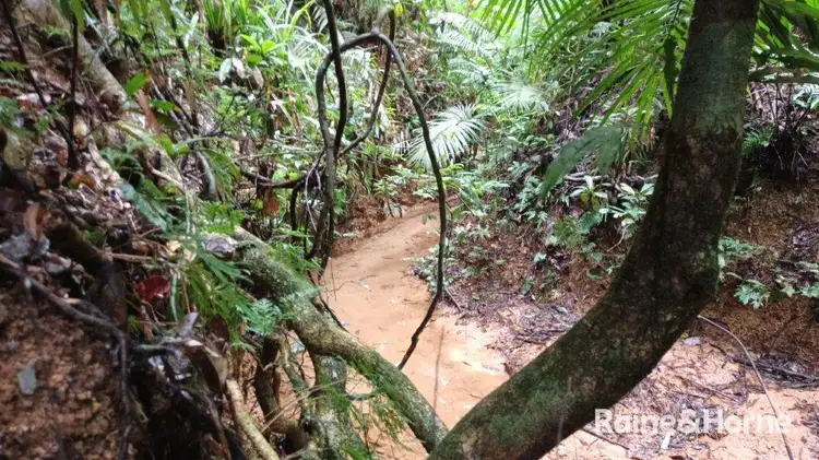 Fifth view of Homely land listing, Lot 11 Milky Pine Road, Kimberley, Daintree QLD 4873