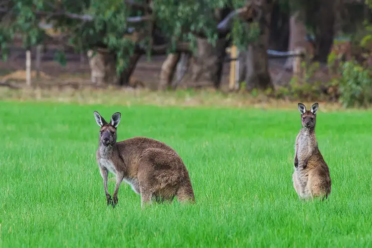 Sixth view of Homely land listing, 28 McDermott Parade, Witchcliffe WA 6286