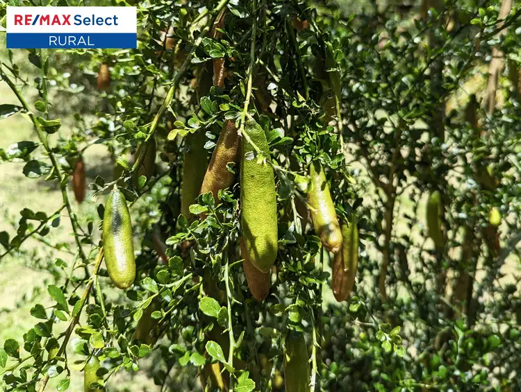 Third view of Homely rural property listing, 27 Bee Creek Road, Eungella QLD 4757