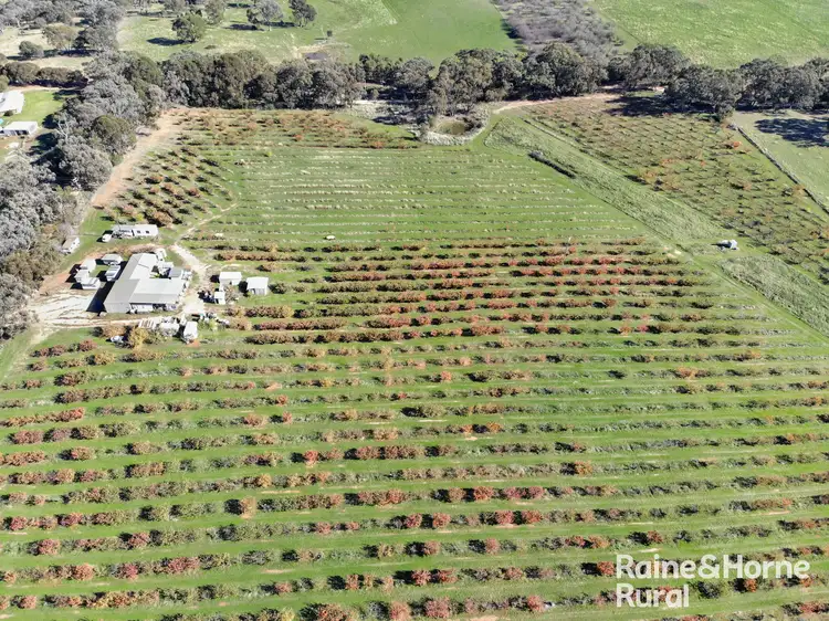 919 Spring Creek Road, Young NSW 2594