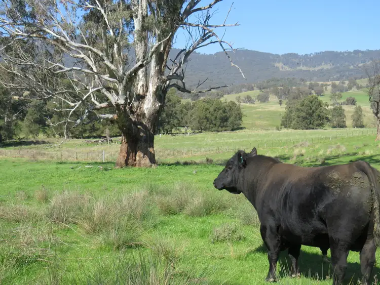 Fourth view of Homely rural property listing, "Oakleigh" Nundle Creek Road, Nundle NSW 2340