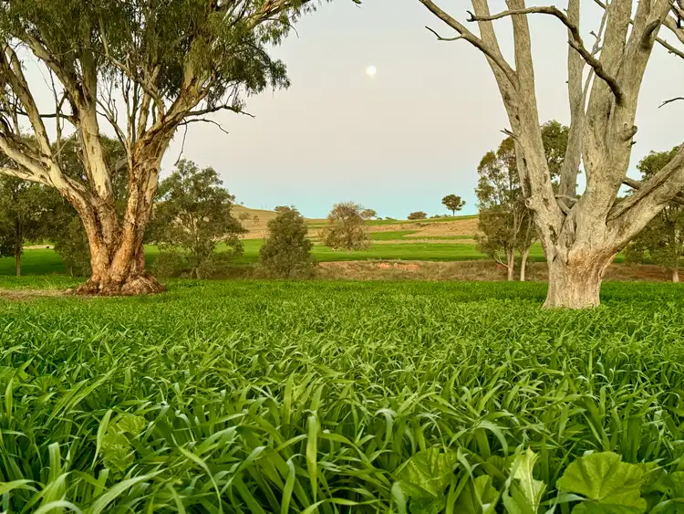"Jemalong" 263 Collier Road, Coolah NSW 2843