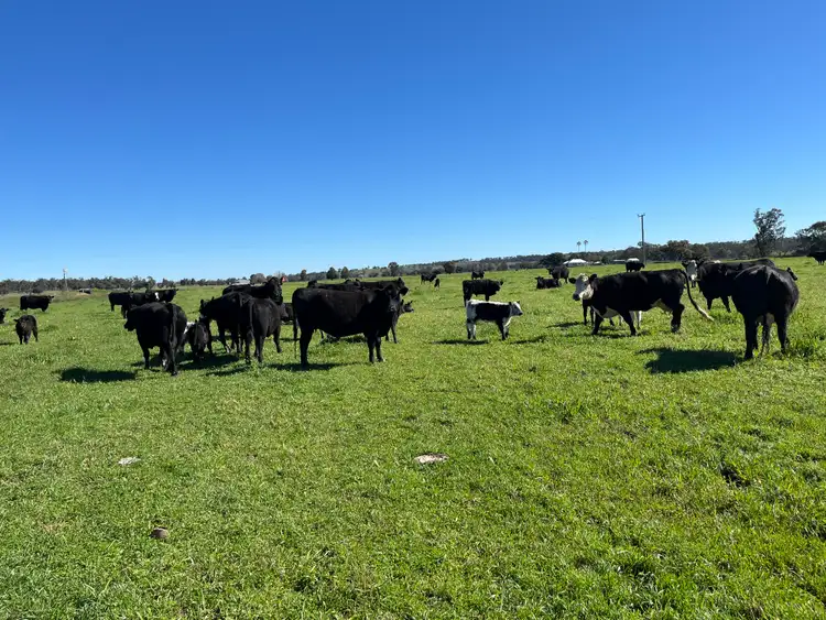 Fourth view of Homely rural property listing, "Piambra" 714 Piambra Road, Binnaway NSW 2395