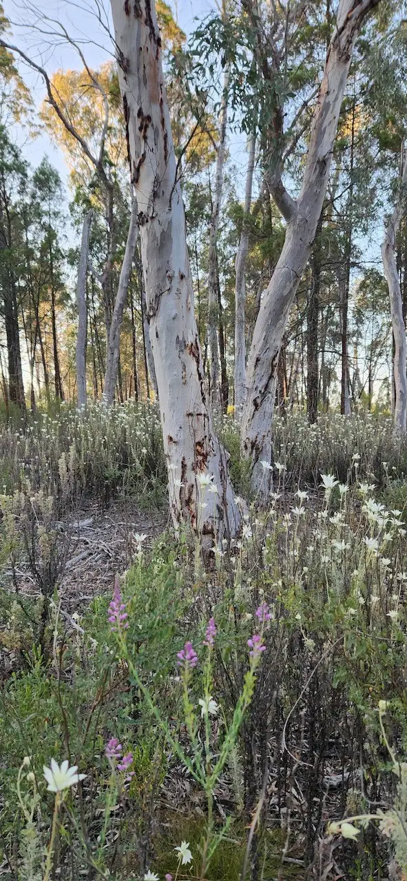 Second view of Homely rural property listing, 13-17 Rifle Range Road, Coonabarabran NSW 2357