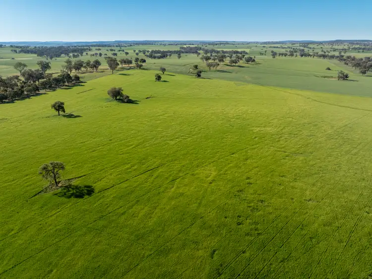 Second view of Homely rural property listing, 191 Robards Lane, Manildra NSW 2865