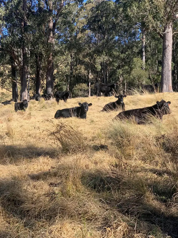 Third view of Homely rural property listing, "Bridlevale" 83 Nuggety Gully Rd, Nowendoc NSW 2354
