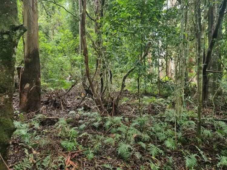 Fourth view of Homely land listing, 9 Gwongorella Parade, Springbrook QLD 4213