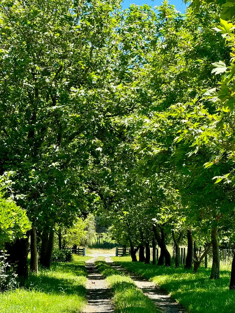 Seventh view of Homely rural property listing, 2431 Bridport Road, Bridport TAS 7262