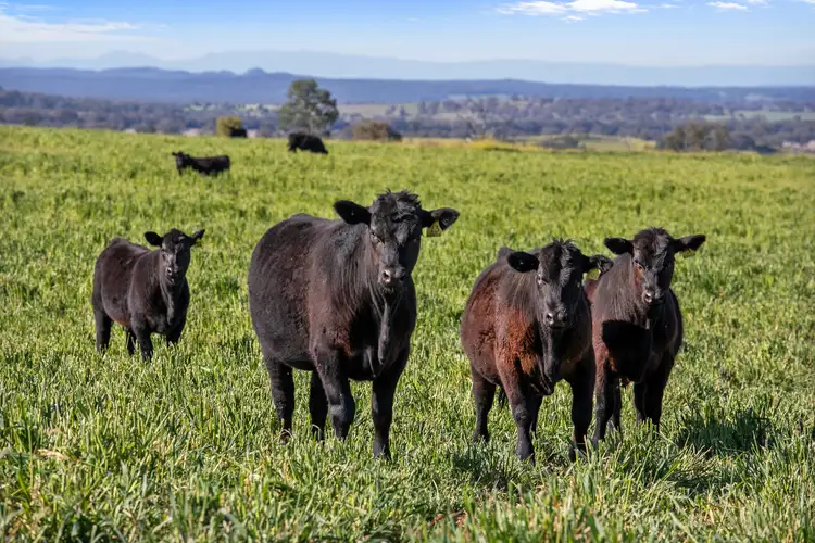 Second view of Homely rural property listing, "Glendon" 866 Keeches Road, Mullaley NSW 2379