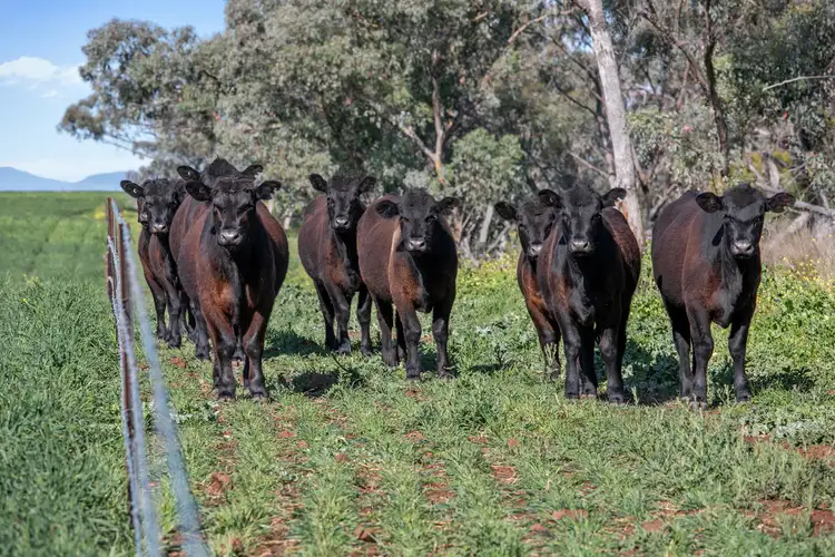 Third view of Homely rural property listing, "Glendon" 866 Keeches Road, Mullaley NSW 2379