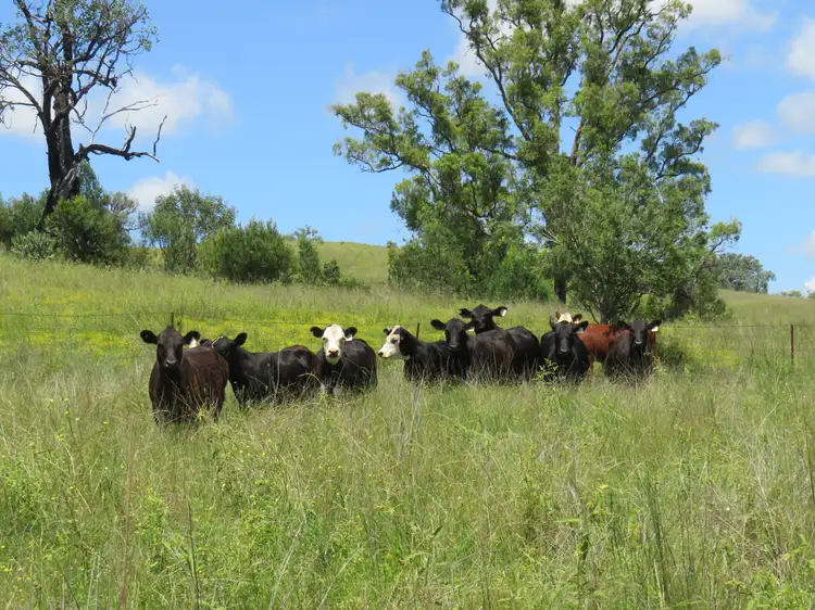 Main view of Homely rural property listing, "Burnima" 121 Sheep Station Creek Rd, Bingara NSW 2404