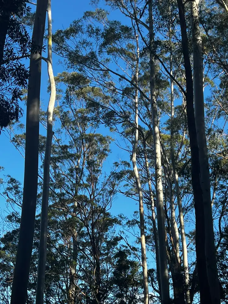 Fifth view of Homely land listing, 11 Gwongorella Parade, Springbrook QLD 4213