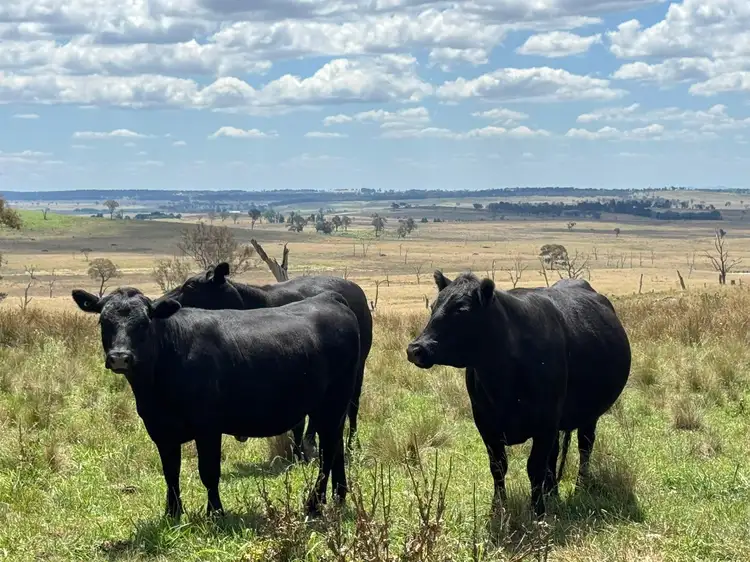 Second view of Homely rural property listing, "Springleigh" Terrible Vale Road, Kentucky NSW 2354