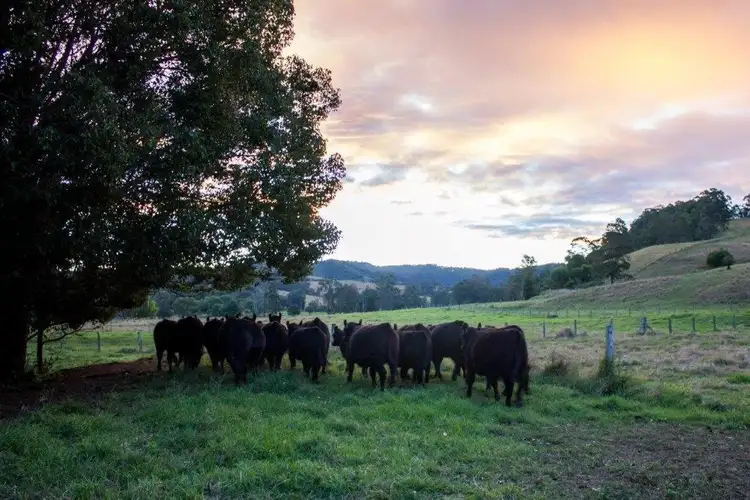 Sixth view of Homely rural property listing, 665 Theresa Creek Road, Theresa Creek NSW 2469