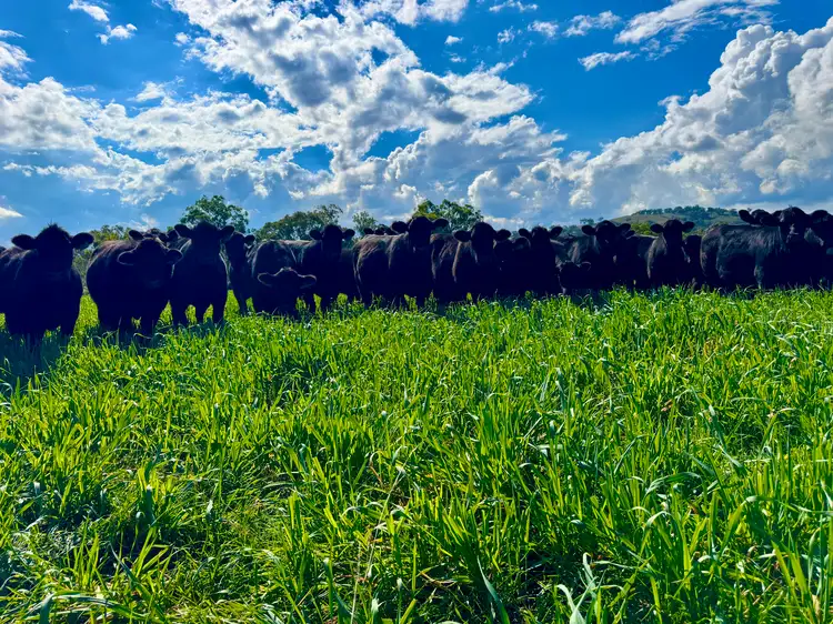 "Cedar Tops" 877 Swinging Ridges Road