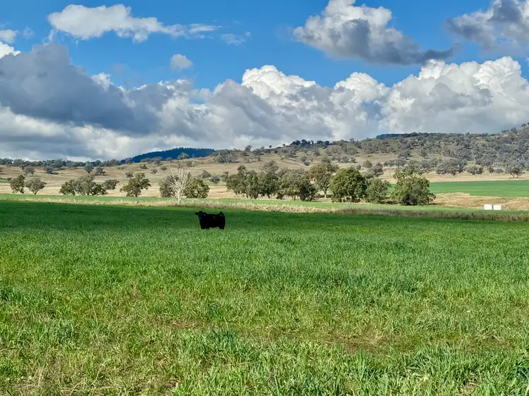 Third view of Homely rural property listing, "Cedar Tops" 877 Swinging Ridges Road, Willow Tree NSW 2339