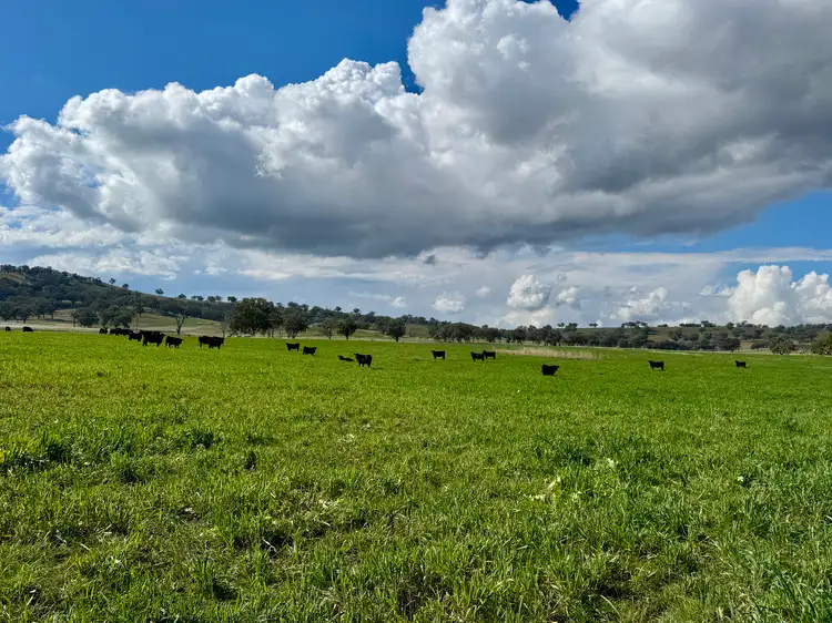 Fourth view of Homely rural property listing, "Cedar Tops" 877 Swinging Ridges Road, Willow Tree NSW 2339