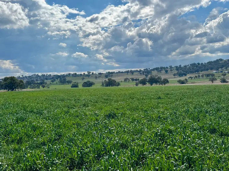 Seventh view of Homely rural property listing, "Cedar Tops" 877 Swinging Ridges Road, Willow Tree NSW 2339