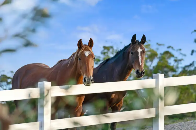 Fifth view of Homely land listing, LOT 1, 71 Emerald Mountain View, Tanglewood NSW 2488