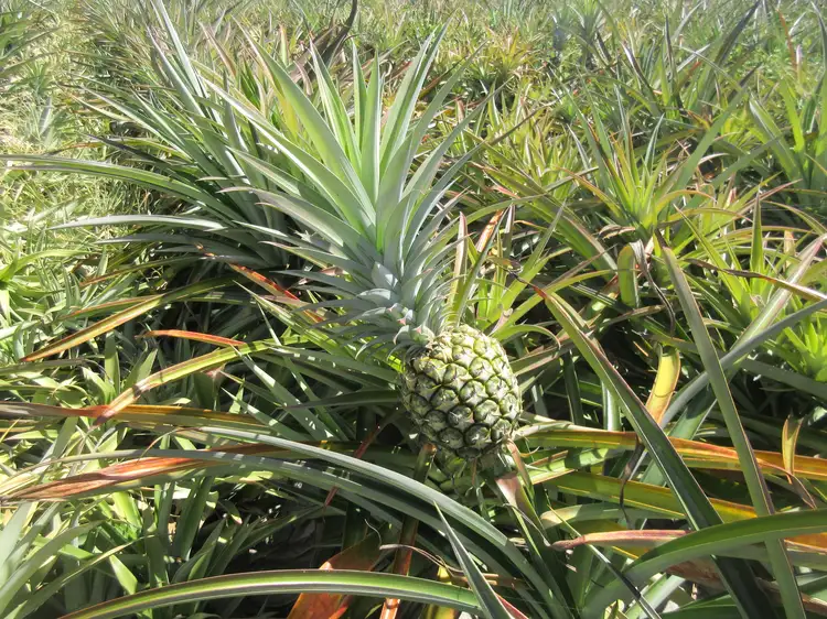 Third view of Homely rural property listing, 424 Lindemans Road, Moore Park Beach QLD 4670