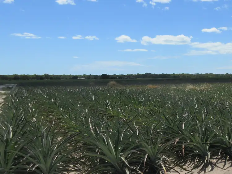 Fourth view of Homely rural property listing, 424 Lindemans Road, Moore Park Beach QLD 4670