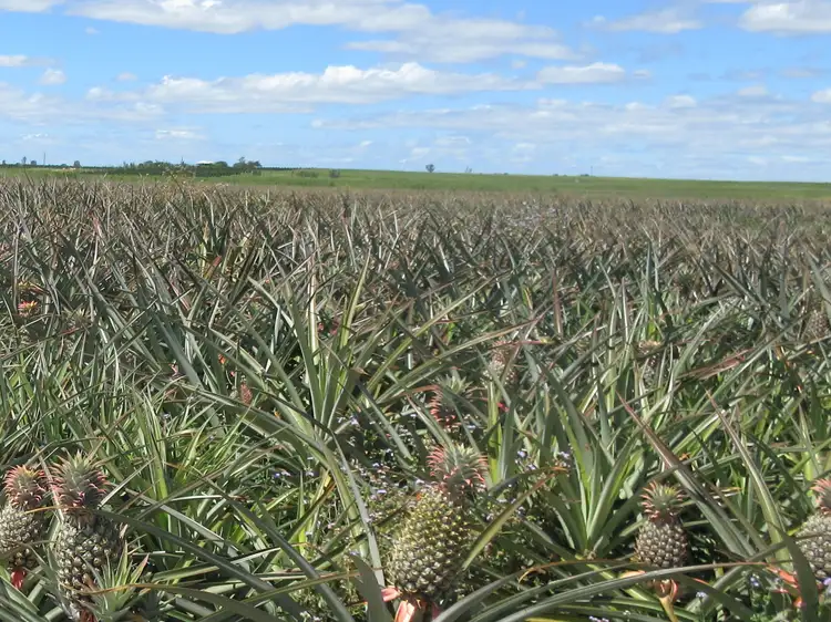 Second view of Homely rural property listing, 453 Lindemans Road, Moore Park Beach QLD 4670