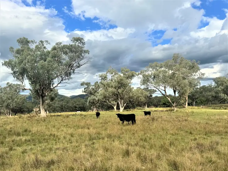 Fifth view of Homely rural property listing, "Kyooma" 535 Black Gully Road, Werris Creek NSW 2341