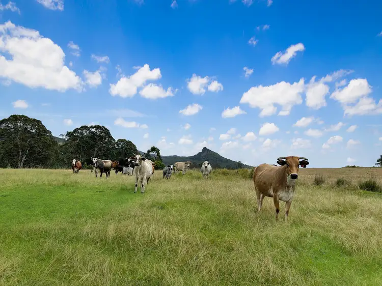Second view of Homely rural property listing, 18108 Clarence Way, Urbenville NSW 2475