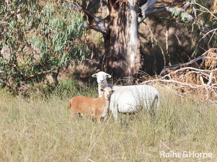 Fifth view of Homely rural property listing, 636 The Bridle Track, Duramana NSW 2795