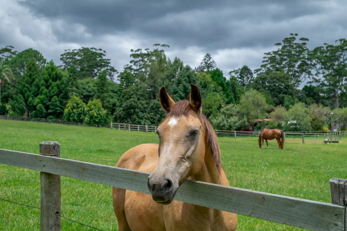 Main view of Homely house listing, 204 Main Western Road, Tamborine Mountain QLD 4272