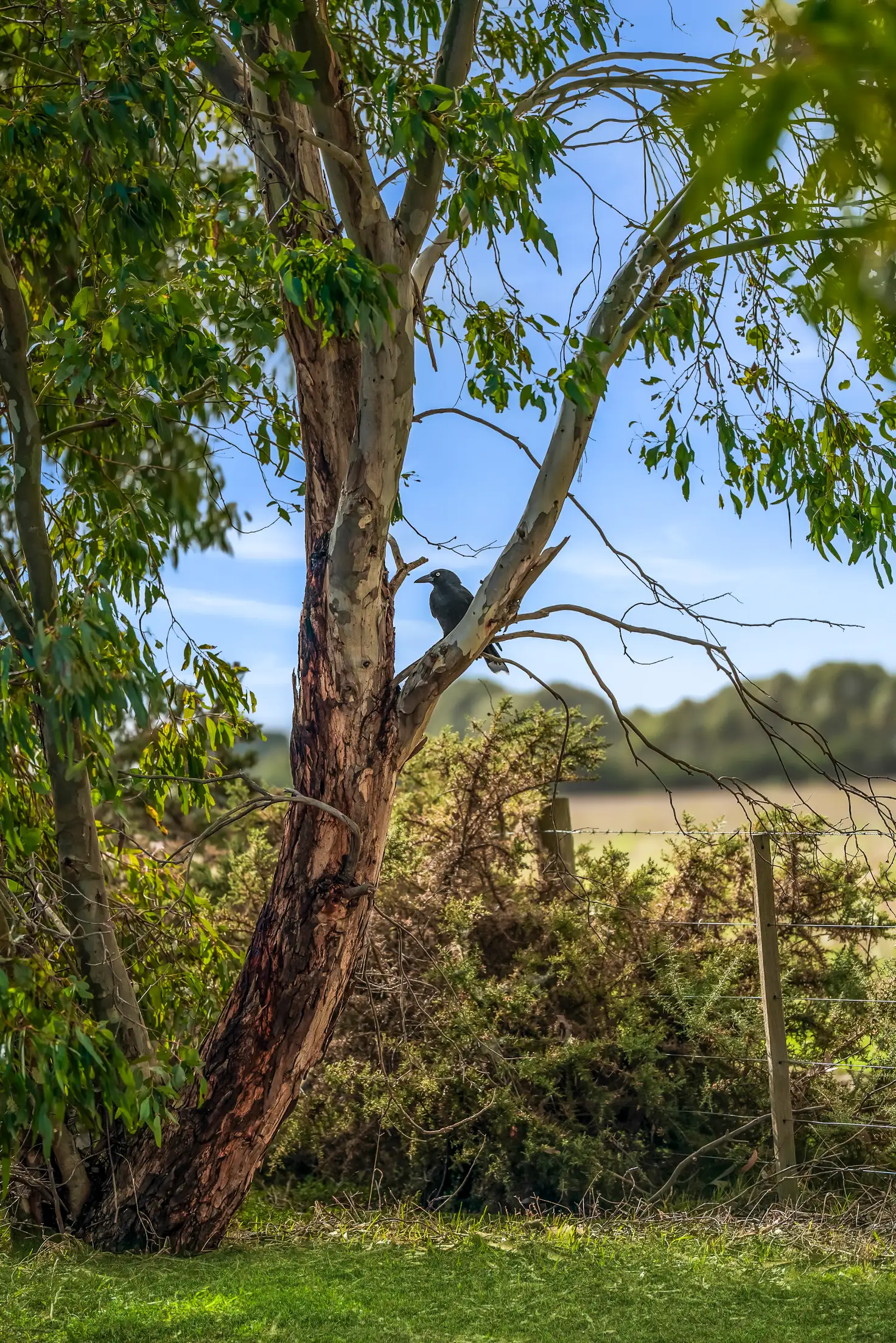 Main view of Homely land listing, 36 Pienza Way, Leopold VIC 3224