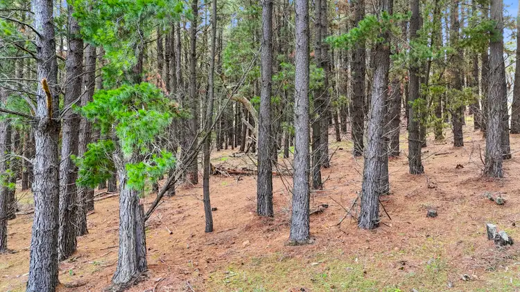 Sixth view of Homely rural property listing, Lot 203 Lode Road, Ashbourne SA 5157