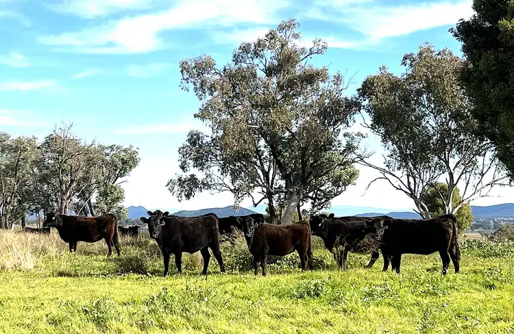 Third view of Homely rural property listing, "Thirlmere" 450 Bridges Road, Gunnedah NSW 2380