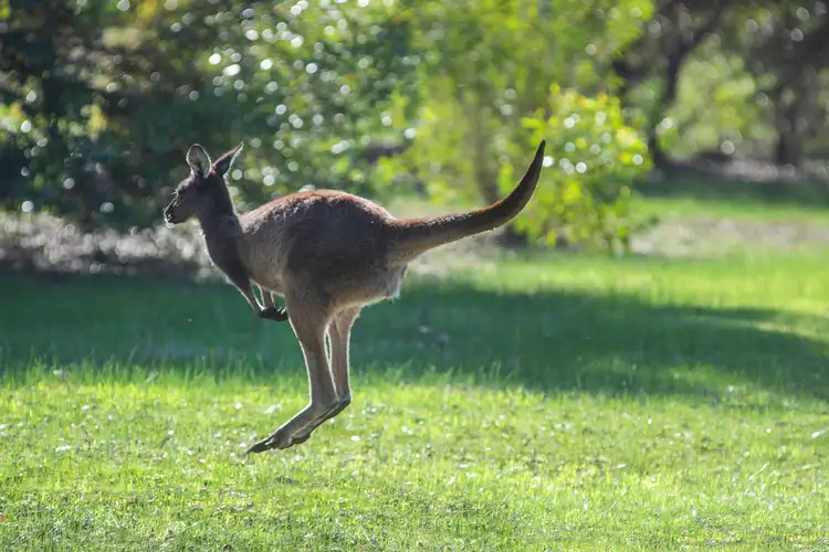 Fifth view of Homely land listing, 88 Kinross Loop, Quindalup WA 6281