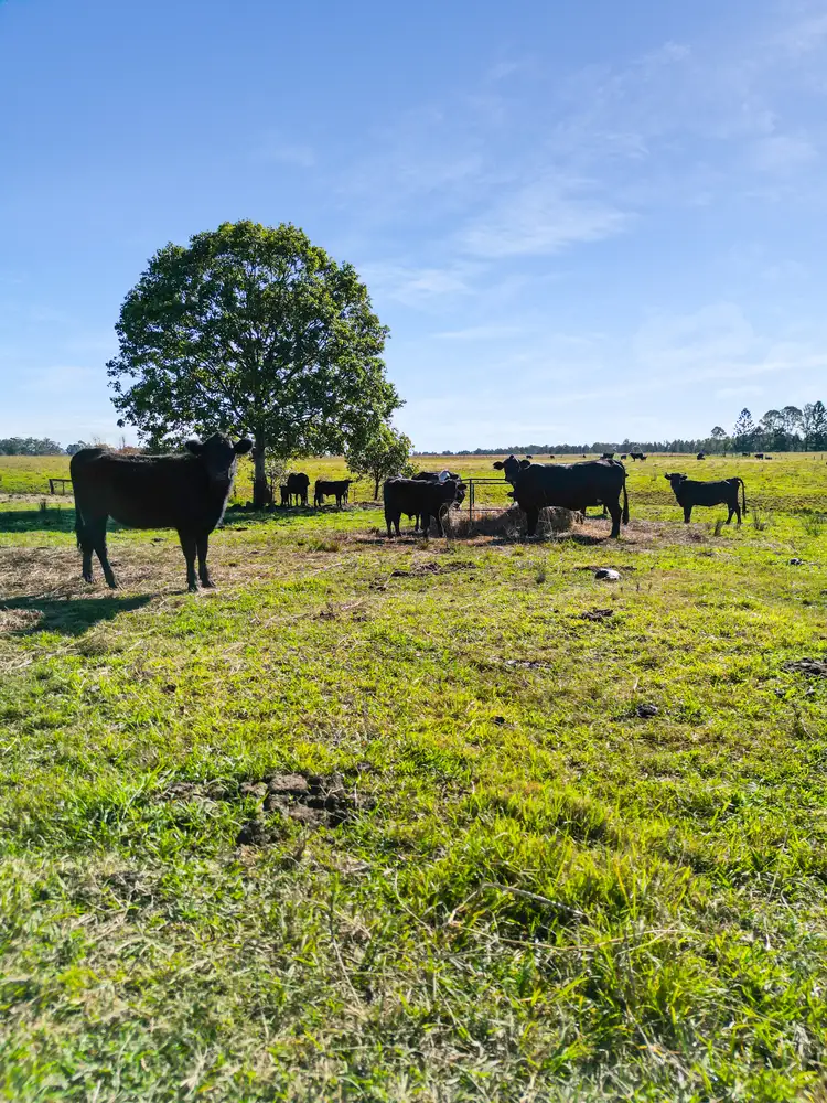 Fifth view of Homely rural property listing, 344 Sextonville Road, Casino NSW 2470