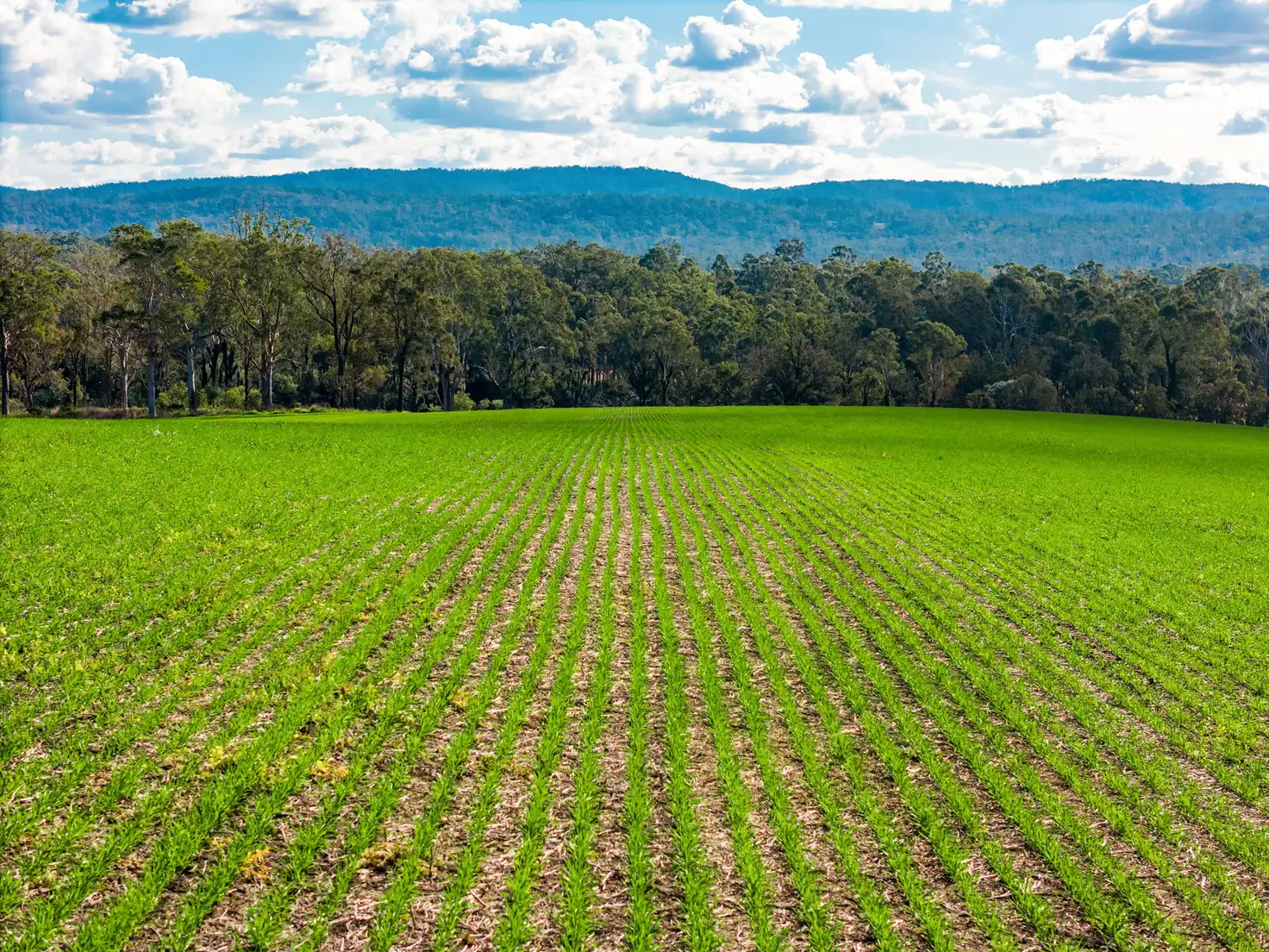 Main view of Homely rural property listing, 119 Paddys Flat Road, Tabulam NSW 2469