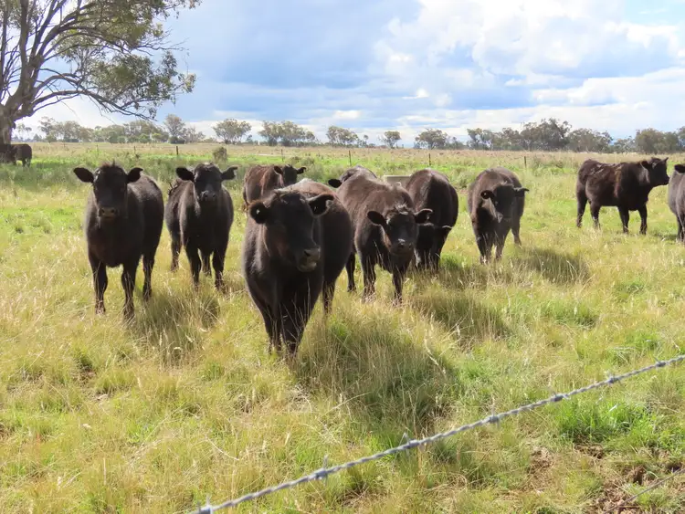 Fourth view of Homely rural property listing, "Spring Lawn" 82 Lees road, Duri NSW 2344
