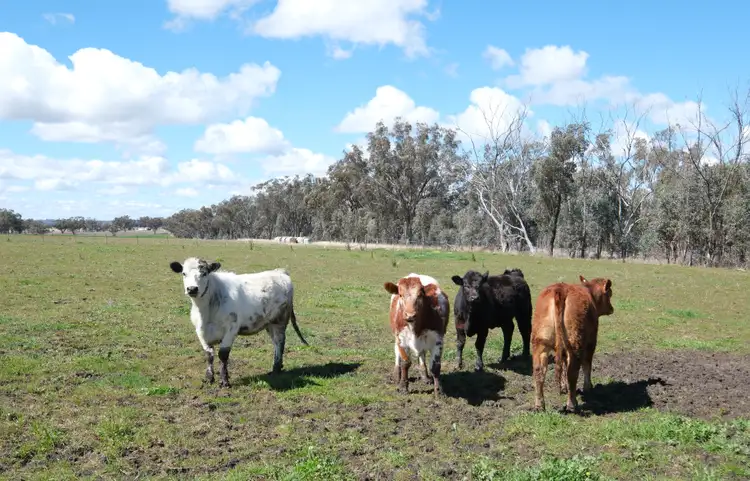 Third view of Homely rural property listing, 154 Delungra Bypass Road, Inverell NSW 2360