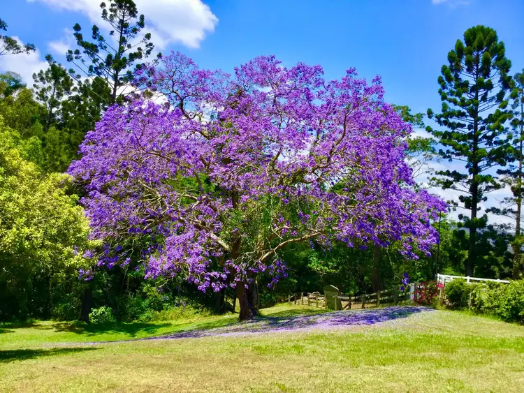 36 Pinetree Court, Mudgeeraba QLD 4213