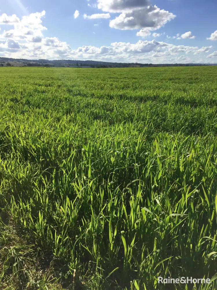 Second view of Homely rural property listing, 300 White Rock Road, White Rock NSW 2795