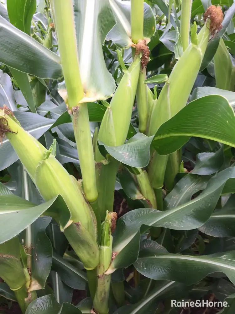 Fourth view of Homely rural property listing, 300 White Rock Road, White Rock NSW 2795