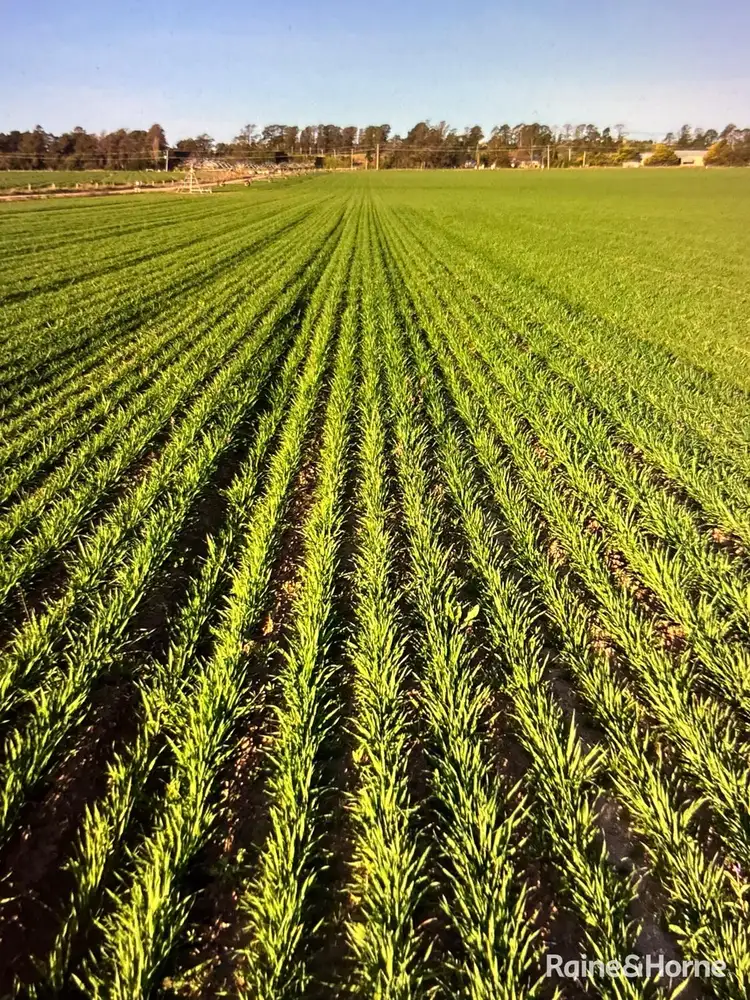 Fifth view of Homely rural property listing, 300 White Rock Road, White Rock NSW 2795