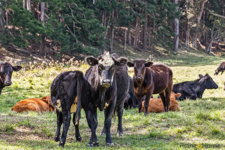 Fifth view of Homely rural property listing, 1141 Reserve Creek Road, Reserve Creek NSW 2484